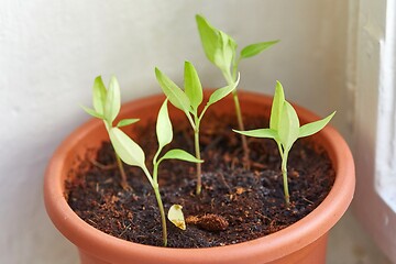 Image showing Growing small plant at home