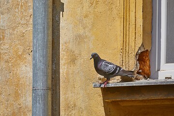 Image showing Pigeon on a windowpane