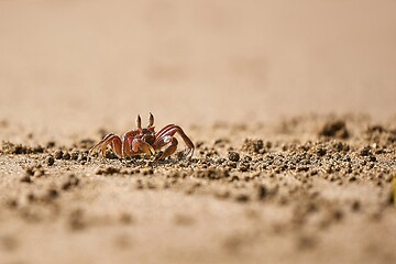 Image showing Ghost crab in the sand