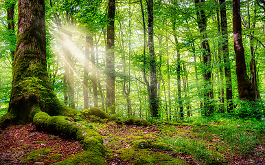 Image showing Sunlight in a green forest