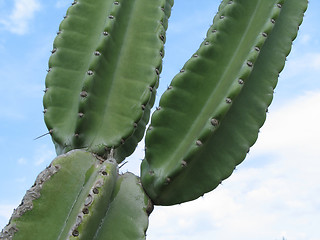 Image showing green cactus