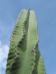 Image showing green cactus