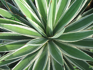 Image showing green cactus plant