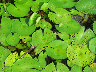 Image showing water lily pads