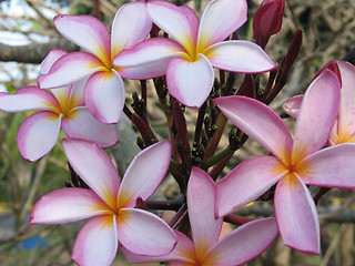 Image showing pink and yellow flowers