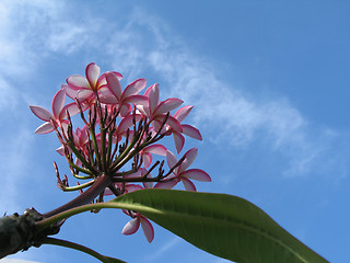 Image showing pink flowers in the blue sky