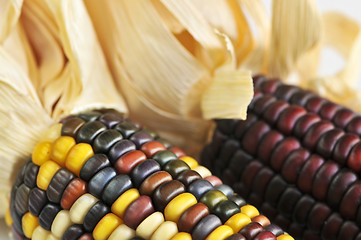 Image showing Indian corn