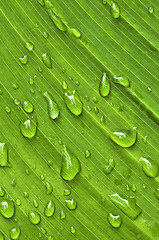 Image showing Green leaf background with raindrops