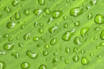 Image showing Green leaf background with raindrops