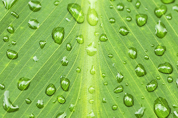 Image showing Green leaf background with raindrops