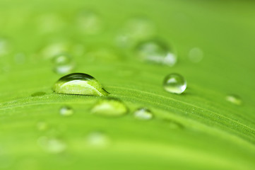 Image showing Green leaf background with raindrops