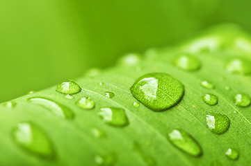 Image showing Green leaf background with raindrops