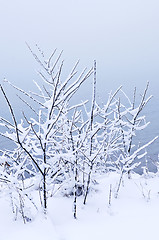 Image showing Snowy trees