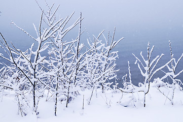 Image showing Snowy trees