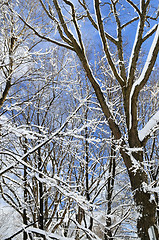 Image showing Winter trees and blue sky