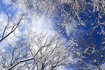 Image showing Winter trees and blue sky