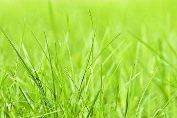 Image showing Green grass background