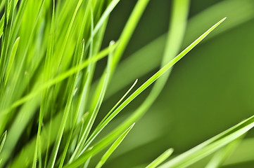 Image showing Green grass background