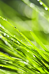 Image showing Green grass background