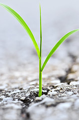 Image showing Grass growing from crack in asphalt