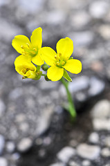Image showing Flower growing from crack in asphalt