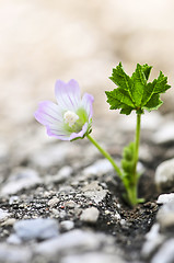 Image showing Flower growing from crack in asphalt