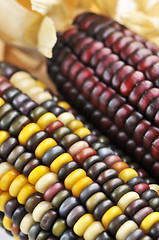 Image showing Indian corn