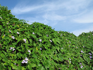 Image showing hedge of climbing vine