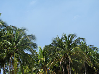 Image showing palm trees