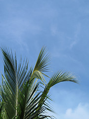 Image showing palm trees