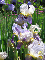 Image showing purple iris