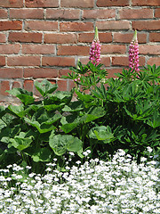 Image showing greenery against a brick wall