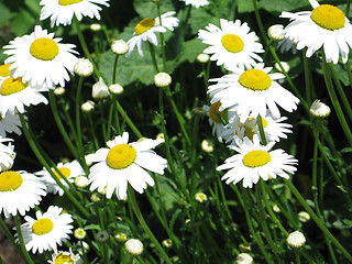 Image showing yellow and white daisies