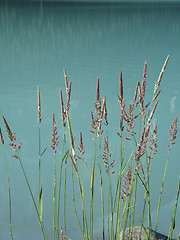 Image showing reeds by the water