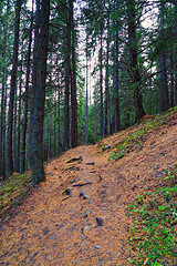 Image showing Hiking path in coniferous forest