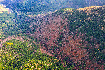 Image showing Above colorful autumn forest