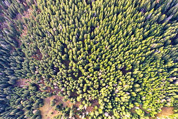 Image showing Green forest viewed from above