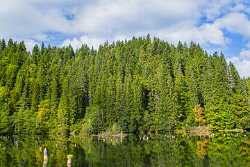 Image showing Mirroring green forest