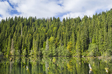 Image showing Green forest mirroring on lake surface