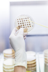 Image showing Female scientist working with laminar flow at corona virus vaccine development laboratory research facility.