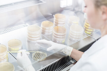 Image showing Female scientist working with laminar flow at corona virus vaccine development laboratory research facility.