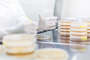 Image showing Female scientist working with laminar flow at corona virus vaccine development laboratory research facility.