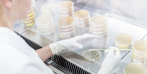 Image showing Female scientist working with laminar flow at corona virus vaccine development laboratory research facility.