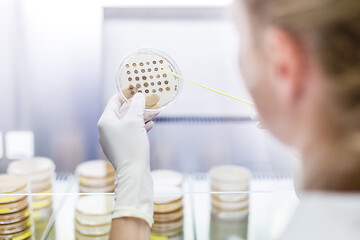 Image showing Female scientist working with laminar flow at corona virus vaccine development laboratory research facility.