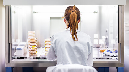 Image showing Female scientist working with laminar flow at corona virus vaccine development laboratory research facility.