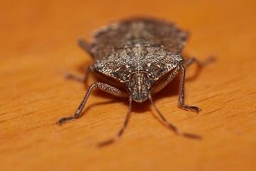Image showing Stink bug closeup