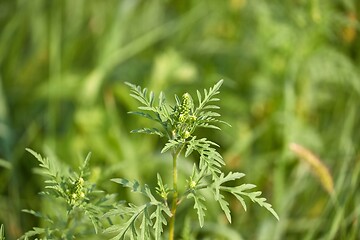 Image showing Ragweed closeup, common allergy plant