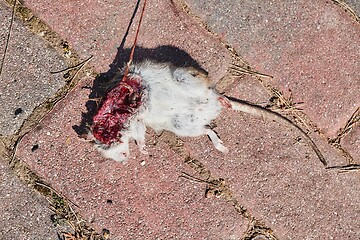 Image showing Dead mouse open fleshy wound