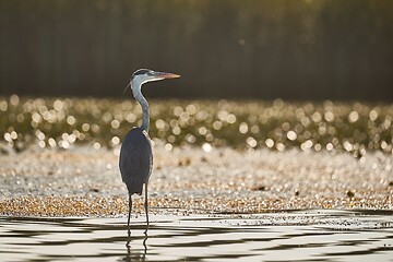 Image showing Gray heron standing in water