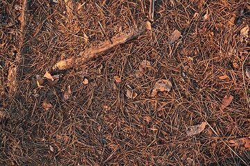 Image showing Acorn on the ground